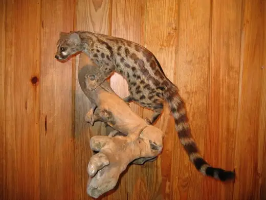 Africa Game Taxidermy — photograph from the Gunners Taxidermy gallery