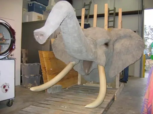Africa Game Taxidermy — photograph from the Gunners Taxidermy gallery