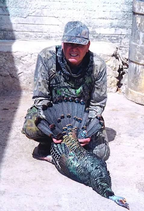 John Moody Ocellated — Ocellated Turkey Hunts at Gunners Taxidermy