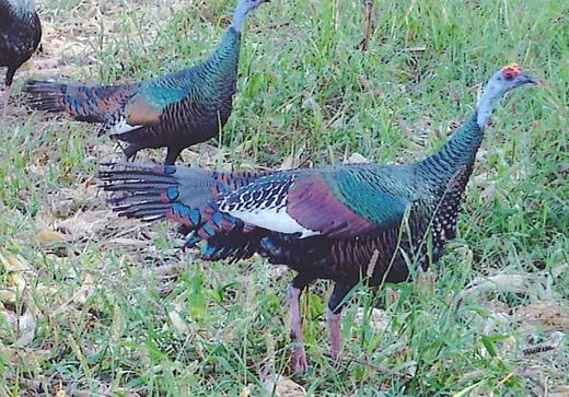 Ocellated Live 2 — Ocellated Turkey Hunts at Gunners Taxidermy