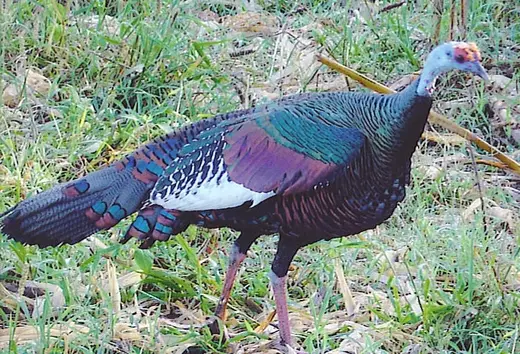 Ocellated Live — Ocellated Turkey Hunts at Gunners Taxidermy