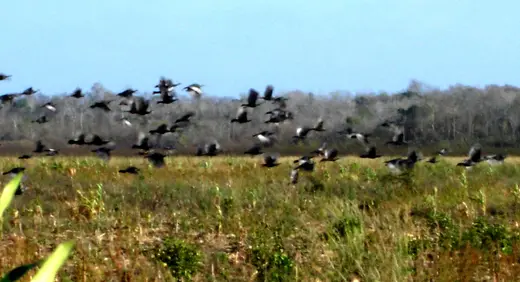 Ocellated Turkey Hunts 003 — Ocellated Turkey Hunts at Gunners Taxidermy