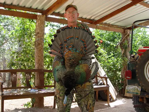 Ocellated Turkey Hunts 033 — Ocellated Turkey Hunts at Gunners Taxidermy