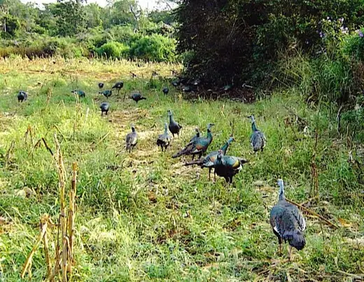 Ocellateds in the Field — Ocellated Turkey Hunts at Gunners Taxidermy