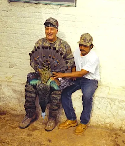 T Bone Oscellated 2 — Ocellated Turkey Hunts at Gunners Taxidermy