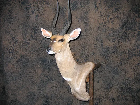 Wild turkey mount by Gunners Taxidermy