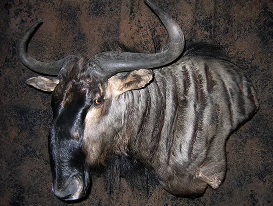 Whitetail deer mount by Gunners Taxidermy