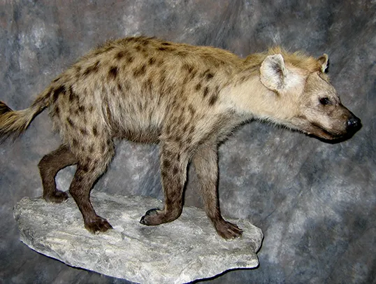 Waterfowl mount by Gunners Taxidermy