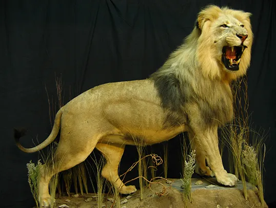 Big game shoulder mount by Gunners Taxidermy