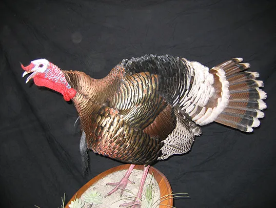 Small game mount by Gunners Taxidermy