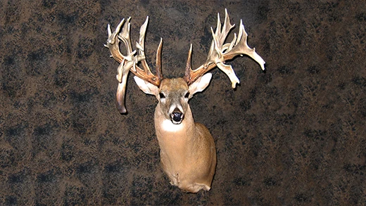 Illustration of a whitetail deer representing Gunners Taxidermy whitetail mounts