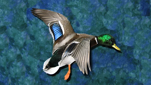 Illustration of a duck in flight representing Gunners Taxidermy waterfowl mounts