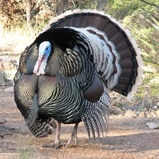 Gould's wild turkey illustration for Gunners Taxidermy Mexico turkey hunts