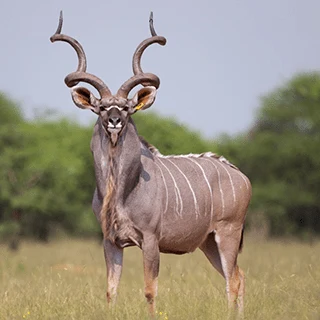 Kudu illustration for Gunners Taxidermy Africa plains game hunts