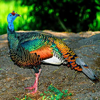 Ocellated wild turkey illustration for Gunners Taxidermy jungle turkey hunts