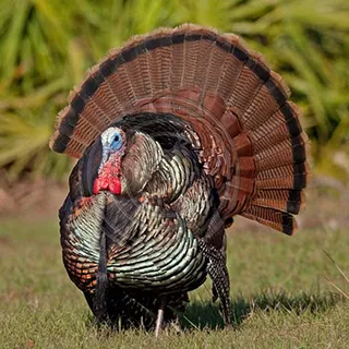 Osceola wild turkey illustration for Gunners Taxidermy Florida turkey hunts