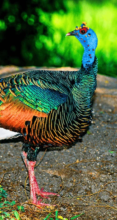 Ocellated turkey illustration representing avian trophy import clearance at Gunners Taxidermy