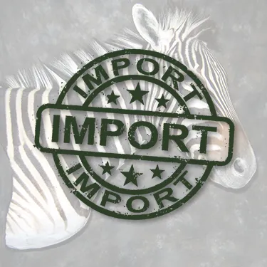Imported avian trophies being processed at the USDA approved Gunners Taxidermy establishment